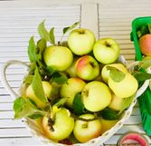 Stenkyrkeäpplen sälj i säsong i Östermalmshallen